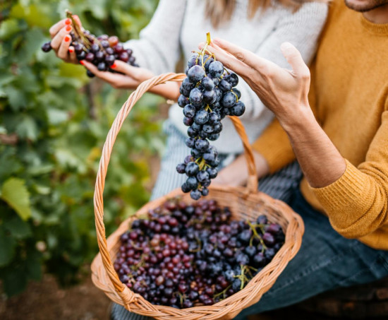  Szőlő, az ősz antioxidáns fegyvere